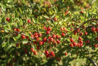 Red berries on a common Hawthorn (Crataegus) in Ystad, Scania, Sweden, Scandinavia
