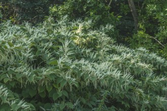 Flowering Japanese Knotweed (Fallopia Japonica), an invasive piece in a forest clearing in Ystad,