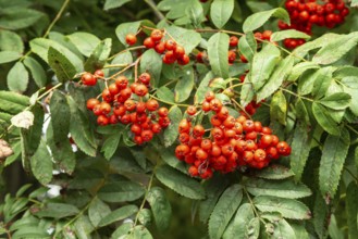European rowan (Sorbus aucuparia), berries in Ystad, Skåne county, Sweden, Scandinavia
