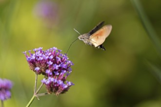 Butterfly, pigeon tail (Macroglossum stellatarum), also known as hummingbird butterfly or