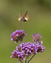 Butterfly, pigeon tail (Macroglossum stellatarum), also known as hummingbird butterfly or