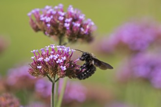 Wood bee (Xylocopa), Purpletop vervain (Verbena bonariensis), Burgstemmen, Nordstemmen, Lower