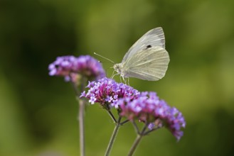 Butterfly, Cabbage butterfly (Pieris brassicae), Purpletop vervain (Verbena bonariensis),