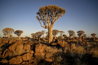 Quiver trees (Aloe dichotoma), quiver tree forest near Keetmanshoop, Karas Region, Namibia