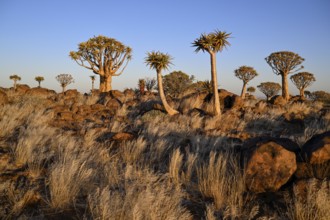 Quiver trees (Aloe dichotoma), quiver tree forest near Keetmanshoop, Karas Region, Namibia