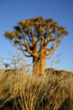Quiver tree (Aloe dichotoma), quiver tree forest near Keetmanshoop, Karas Region, Namibia