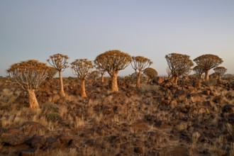 Quiver trees (Aloe dichotoma), quiver tree forest near Keetmanshoop, Karas Region, Namibia