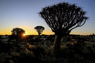 Quiver trees (Aloe dichotoma), blue hour, quiver tree forest near Keetmanshoop, Karas Region,