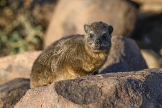 Klippschliefers (Procavia capensis), desert dormice or Klippdachs in the quiver tree forest near