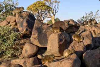 Klippschliefer (Procavia capensis), Desert hippopotamus or Klippdachse in the quiver tree forest
