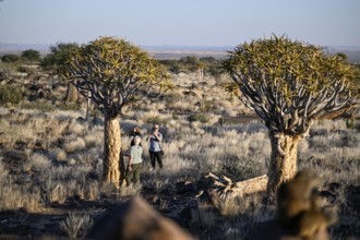 Tourists taking photos in front of quiver trees (Aloe dichotoma), quiver tree forest near