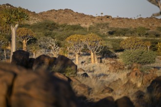 Quiver trees (Aloe dichotoma), quiver tree forest near Keetmanshoop, Karas Region, Namibia