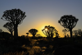 Quiver trees (Aloe dichotoma) in first daylight, quiver tree forest near Keetmanshoop, Karas