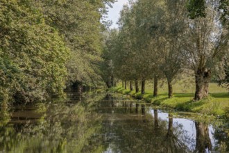Pollarded willows are reflected in the water of the Alstätter Aa, Haarmühle, Ahaus-Alstätte,
