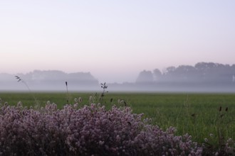 Landscape with fog in the morning, Summer, Germany