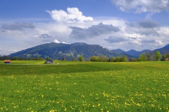 Dandelion meadows near Wackersberg, Upper Bavaria, Bavaria, Germany