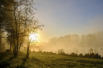 Morning atmosphere, fog at the Fischhof, Tirschenreuth, Upper Palatinate, Bavaria, Germany