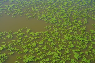 Water lily pads on the water, Tirschenreuther Teiche, Waldnaabaue, Große Teichpfanne,