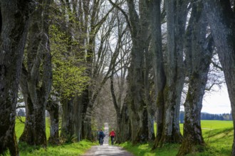 Kurfürstenallee, Lindenallee, Marktoberdorf, Allgäu, Swabia, Bavaria, Germany