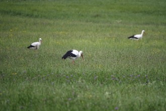 White storks, summer, Germany
