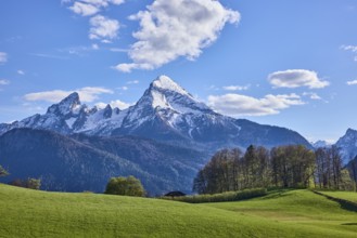 Mountain Watzmann, landscape photography, mountain landscape, mountains, meadow, coniferous forest,