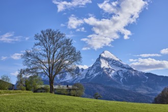 Mountain Watzmann, bare winter tree, landscape photography, mountain landscape, mountains, meadow,