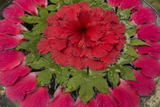 Flower decoration made of blossoms in a luxury resort, Klong Khong Beach, Sala Dan, Ko Lanta, Koh