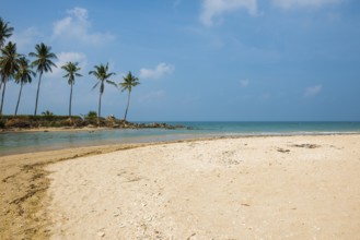 Sandy beach beach and coconut palms, Klong Khong Beach, Sala Dan, Ko Lanta, Koh Lanta, Krabi