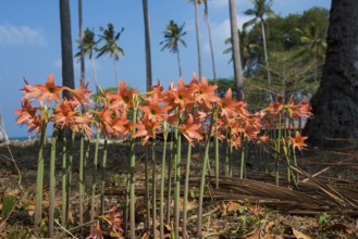 Lilies and coconut palms, Secret Beach, Sala Dan, Ko Lanta, Koh Lanta, Krabi Province, Southern