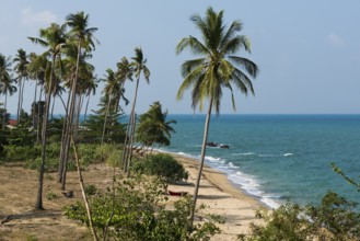 White sandy beach and coconut palms, Coconut Palm Beach, Sala Dan, Ko Lanta, Koh Lanta, Krabi