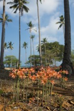 Lilies and coconut palms, Secret Beach, Sala Dan, Ko Lanta, Koh Lanta, Krabi Province, Southern
