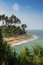 Sandy beach beach and coconut palms, Coconut Palm Beach, Sala Dan, Ko Lanta, Koh Lanta, Krabi