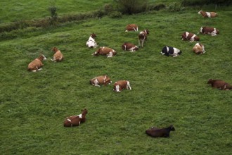 Cows, dairy cows, on pasture, Burgrain near Willisau, Canton Lucerne, Switzerland