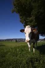 Dairy cow, cow, plagued by flies, mosquitoes, in the background Ettiswil, Canton Lucerne,