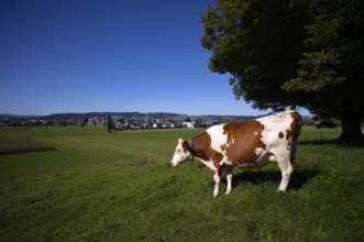 Dairy cow, cow, in the background Ettiswil, Canton Lucerne, Switzerland