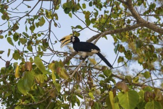 Hornbill, Sunrise Beach, Koh Hai, Ko Ngai, Krabi Province, Trang, Southern Thailand, Andaman Sea,