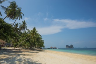 White sandy beach and coconut palms, Sunrise Beach, Koh Great white shark, Ko Ngai, Krabi Province,
