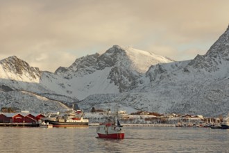 A harbour with fishing boats in front of snow-covered mountains at dusk, Myre, Vesteralen,