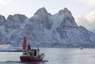 A red fishing boat sails through the wintry sea in front of snow-covered mountains, Myre,
