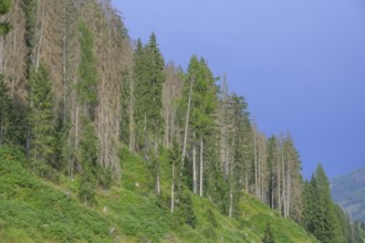 Major forest damage in a spruce forest near Obertilliach, Tyrol, Austria