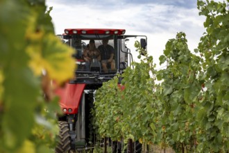Harvest of Riesling grapes in the Palatinate