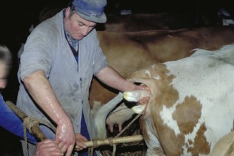 Cow birth with the help of a rope in a cowshed, Franconia, Bavaria, Germany