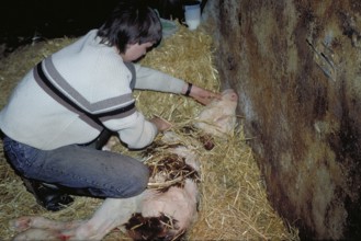 Little boy rubbing the freshly born calf dry with straw, Franconia, Bavaria, Germany