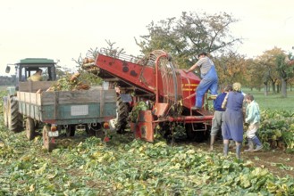 Beet harvest of a small farmer in the 1980s, Franconia Bavaria, Germany