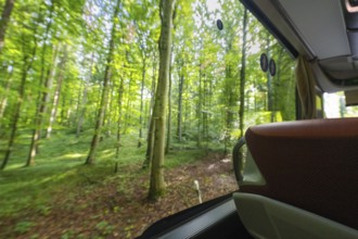 View from a bus window of a lush green forest in the sunshine, Lake Constance, Germany