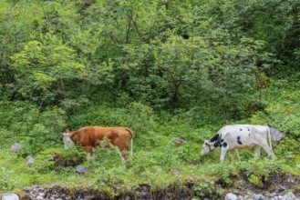 Holstein-Friesian cattle grazing on a mountain pasture in steep terrain. Eng Valley, Austria