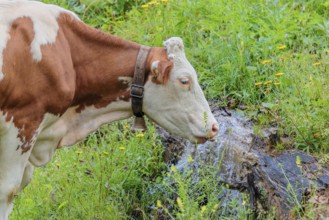 A Holstein-Friesian cow stands on a green mountain pasture in the Eng valley, Austria, drinking