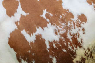 Cow patterns. A Holstein Friesian shows her fur pattern. Eng valley, Austria