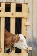 A Holstein-Friesian calf sticks its head through a wooden fence in the barn wall and looks out. Eng