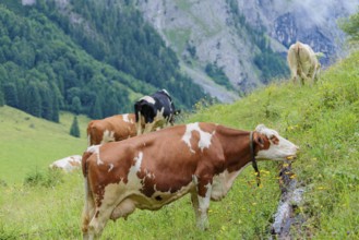 Mixed breeds of cattle grazing on a green mountain pasture in the Eng valley, Austria